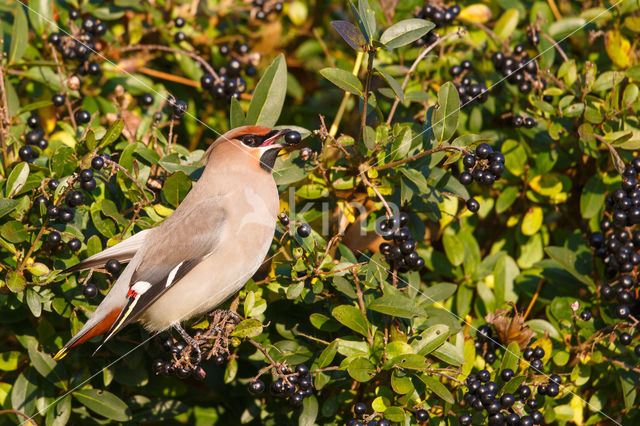 Bohemian Waxwing (Bombycilla garrulus)