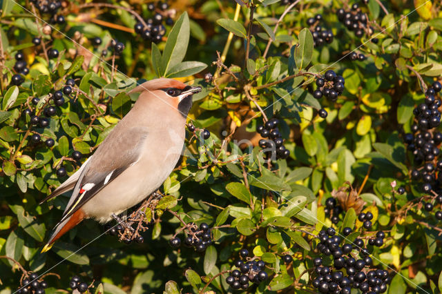 Bohemian Waxwing (Bombycilla garrulus)