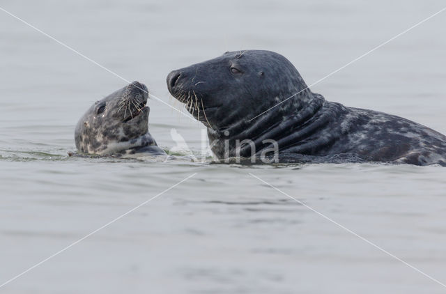 Grey Seal (Halichoerus grypus)