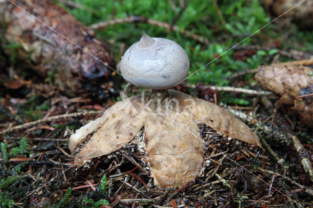 Grote aardster (Geastrum pectinatum)