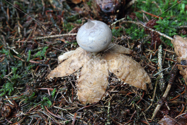 Grote aardster (Geastrum pectinatum)