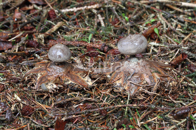 Grote aardster (Geastrum pectinatum)