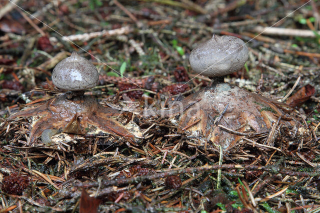 Grote aardster (Geastrum pectinatum)