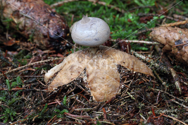 Grote aardster (Geastrum pectinatum)