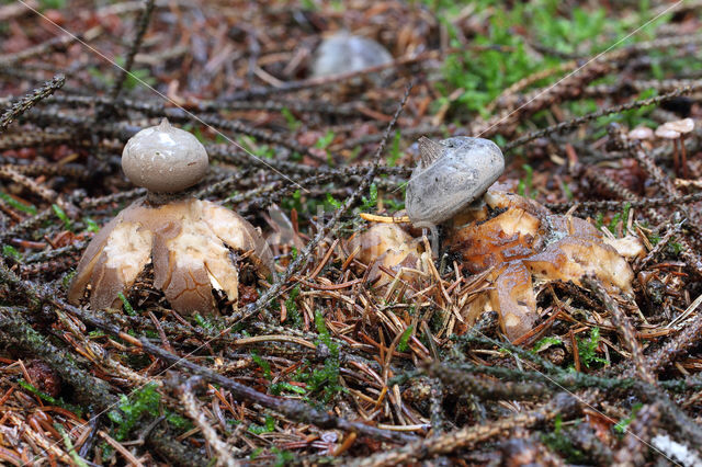 Grote aardster (Geastrum pectinatum)