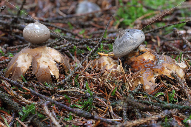 Geastrum pectinatum