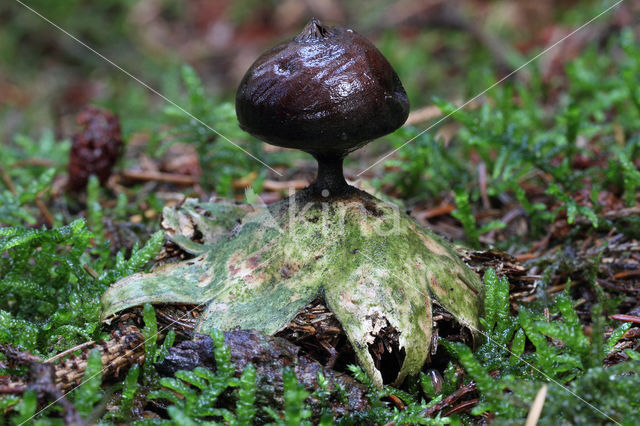 Grote aardster (Geastrum pectinatum)