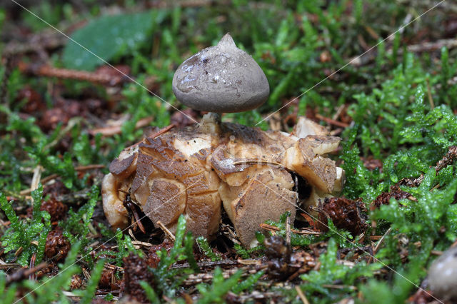 Grote aardster (Geastrum pectinatum)