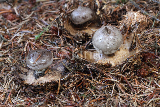 Grote aardster (Geastrum pectinatum)