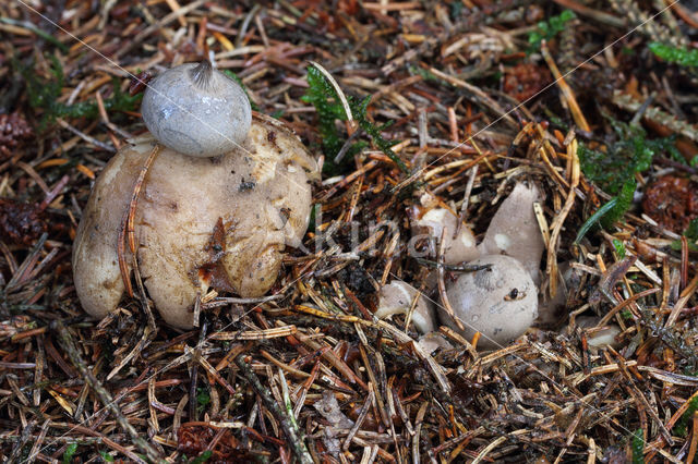 Grote aardster (Geastrum pectinatum)