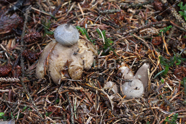 Grote aardster (Geastrum pectinatum)