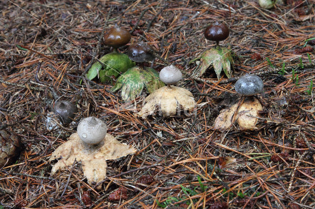 Geastrum pectinatum