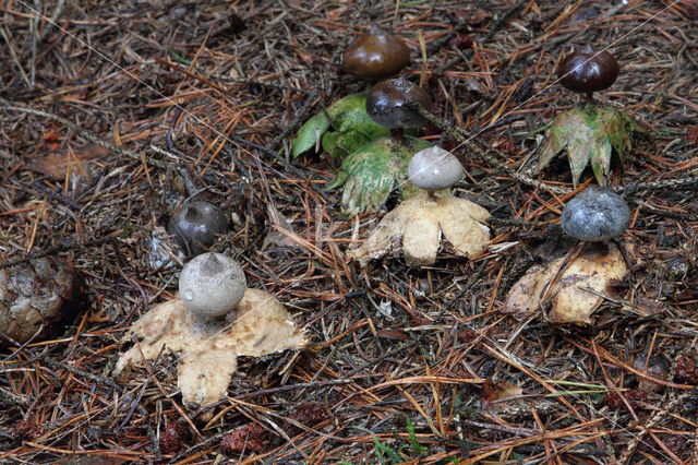 Grote aardster (Geastrum pectinatum)