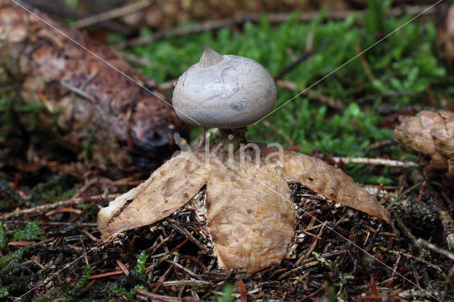 Grote aardster (Geastrum pectinatum)