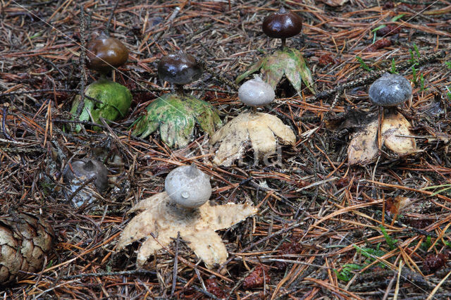 Grote aardster (Geastrum pectinatum)