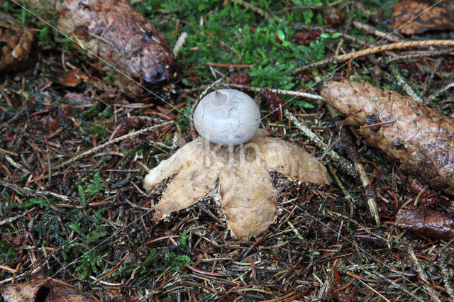 Grote aardster (Geastrum pectinatum)