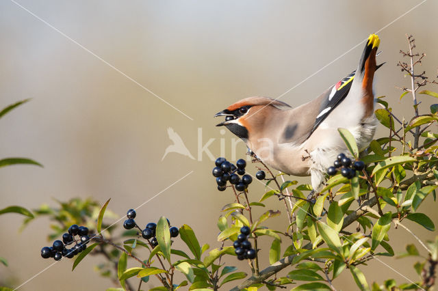 Bohemian Waxwing (Bombycilla garrulus)