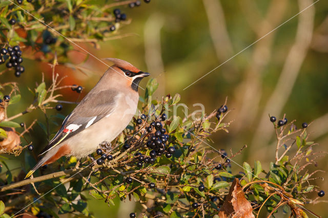 Bohemian Waxwing (Bombycilla garrulus)