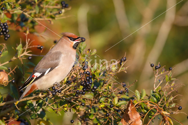 Pestvogel (Bombycilla garrulus)