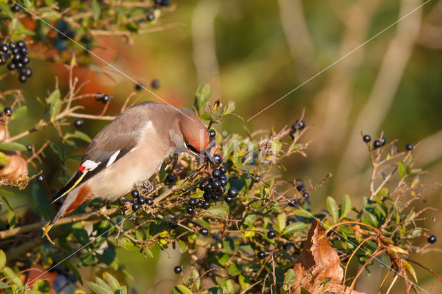 Pestvogel (Bombycilla garrulus)