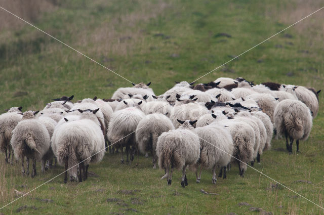 sheep (Ovis domesticus)