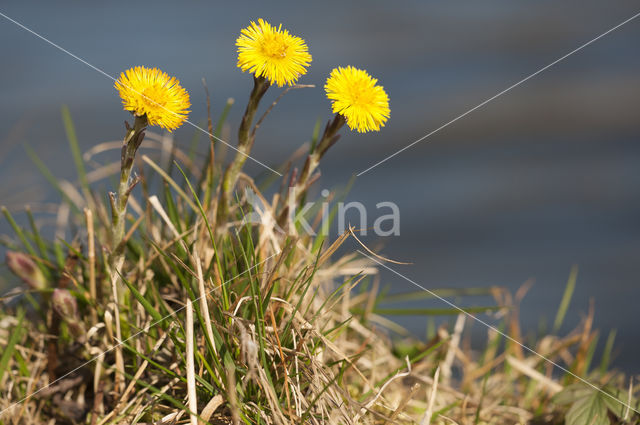 Klein hoefblad (Tussilago farfara)