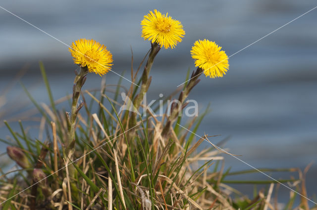 Klein hoefblad (Tussilago farfara)