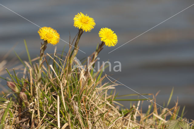 Klein hoefblad (Tussilago farfara)