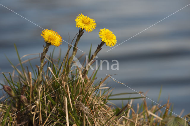 Klein hoefblad (Tussilago farfara)