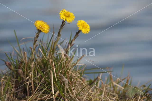 Coltsfoot (Tussilago farfara)