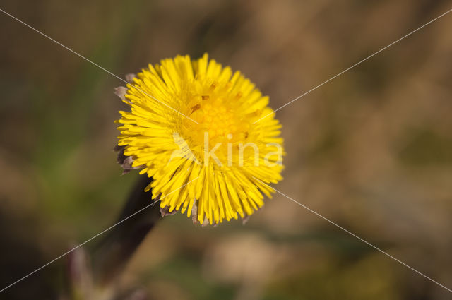 Klein hoefblad (Tussilago farfara)