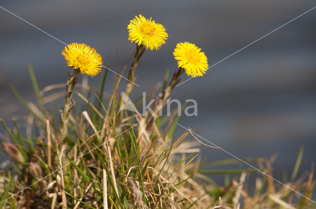 Coltsfoot (Tussilago farfara)