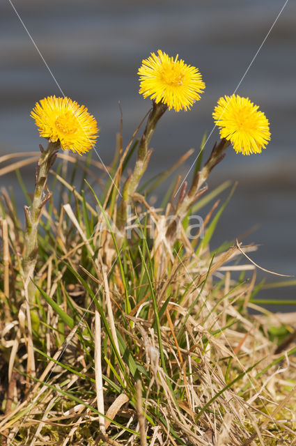 Klein hoefblad (Tussilago farfara)