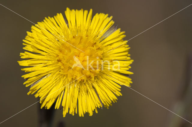 Klein hoefblad (Tussilago farfara)