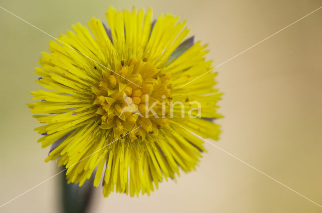 Klein hoefblad (Tussilago farfara)