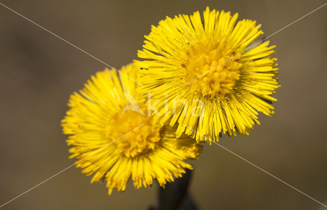 Klein hoefblad (Tussilago farfara)