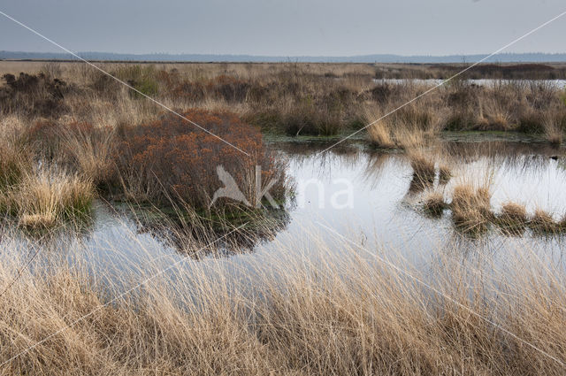 Bog myrtle (Myrica gale)