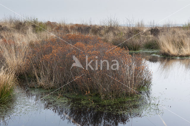 Bog myrtle (Myrica gale)