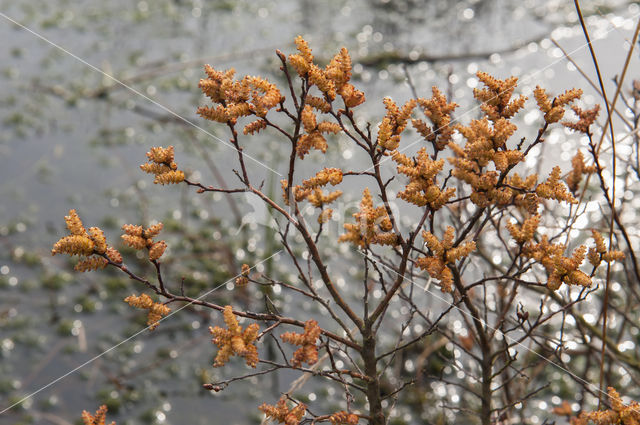 Bog myrtle (Myrica gale)