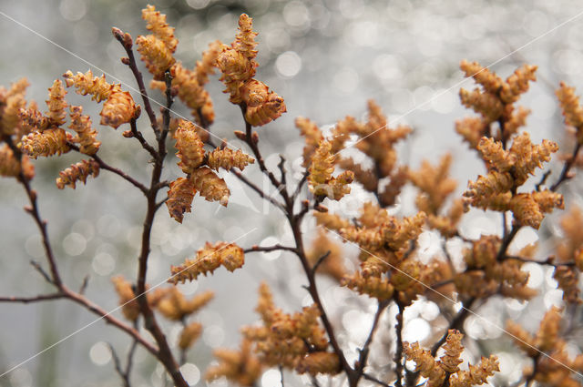 Bog myrtle (Myrica gale)