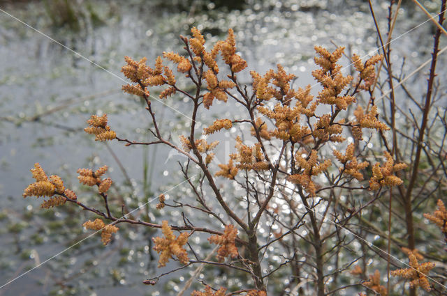 Bog myrtle (Myrica gale)