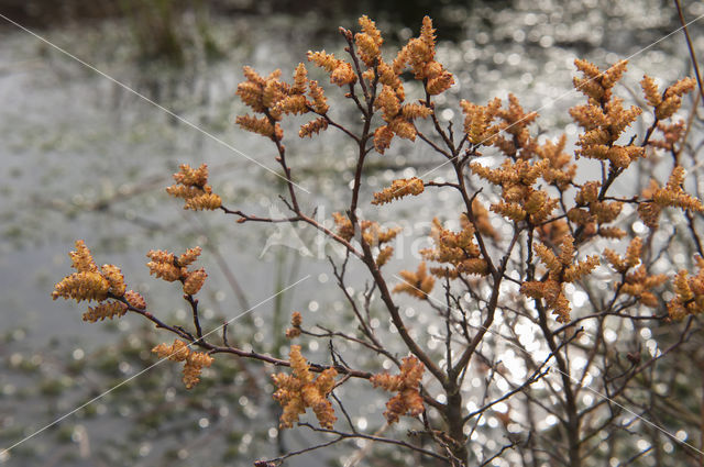 Bog myrtle (Myrica gale)