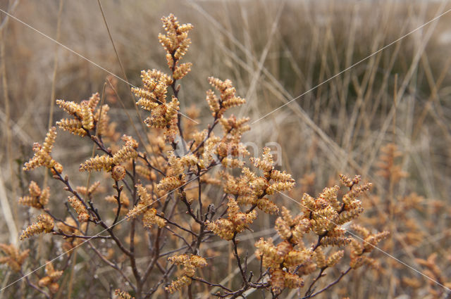 Gagel (Myrica gale)