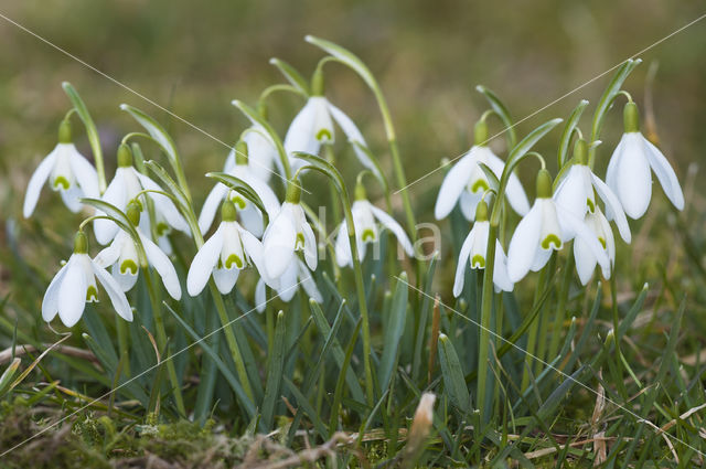 Sneeuwklokje (Galanthus spec.)