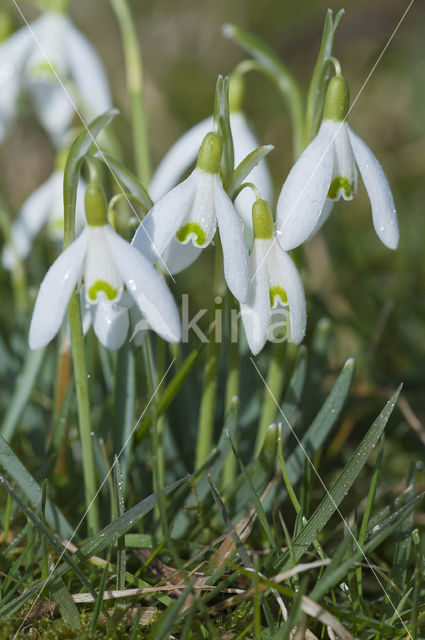 Snowdrop (Galanthus spec.)