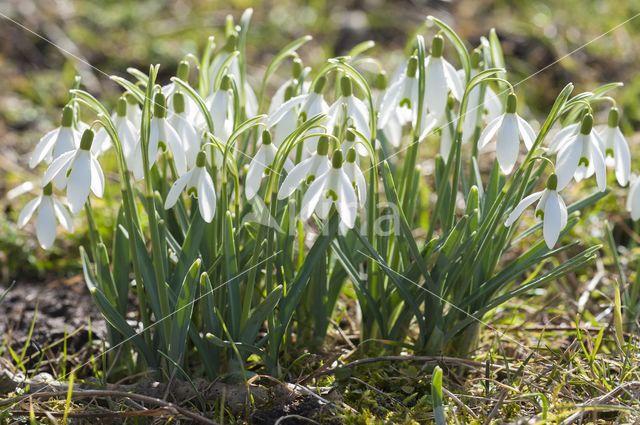 Sneeuwklokje (Galanthus spec.)