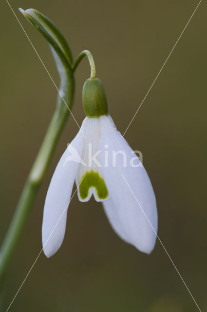 Snowdrop (Galanthus spec.)