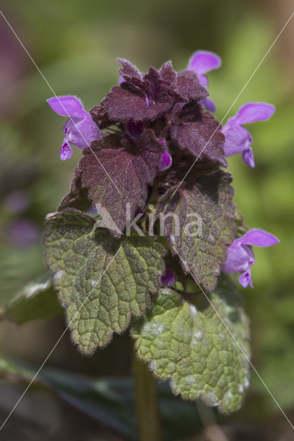 Paarse dovenetel s.s. (Lamium purpureum)