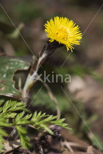 Klein hoefblad (Tussilago farfara)