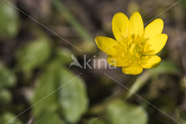 Lesser Celandine (Ranunculus ficaria)